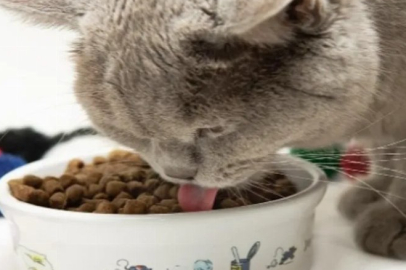 KEDİ KÖPEK MAMALARI EL YAKIYOR