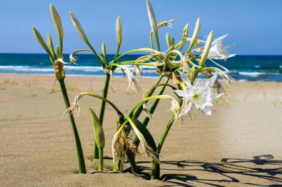 KUM ZAMBAKLARI TEHLİKEDE