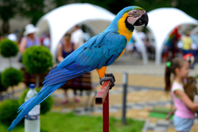 PAPAĞAN İLE TİCARİ FOTOĞRAF ÇEKİMİ YASAKLANDI