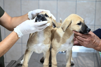 Kemer’de Sokak Hayvanları Emin Ellerde