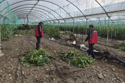 TARIM ZARARI TESPİTİ YAPILDI