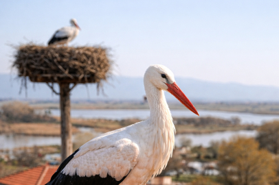 NAZLI LEYLEK İLK ULAŞAN OLDU