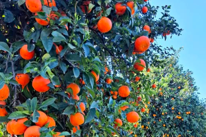 PORTAKAL YİNE AĞAÇTA KALDI