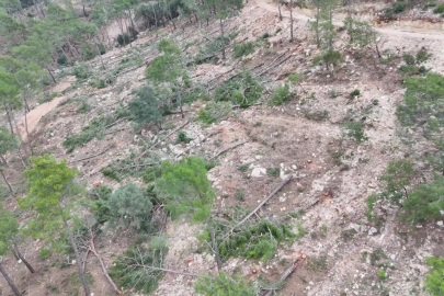 YUSUF YAVUZ YAZDI: KEMER’DE AĞAÇ VE TARİH KIYIMI İDDİASI